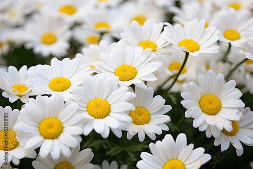 White daisy flowers.