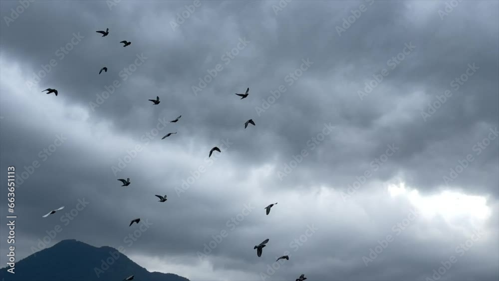Large flock of birds chase and gather flying through sky between buildings in Asia Large flock of birds chase and gather flying through sky between buildings in Asia