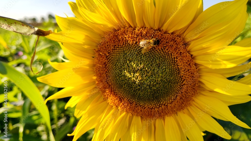 fleissige Biene sammelt Nektar an gelben Blüten, Insekt, Bienen, Bestäubung, fliegen, Honig, Makro, Zeitlupe, Nahaufnahme
fleissige Biene sammelt Nektar an gelben Blüten, Insekt, Bienen, Bestäubung, fliegen, Honig, Makro, Zeitlupe, Nahaufnahme
