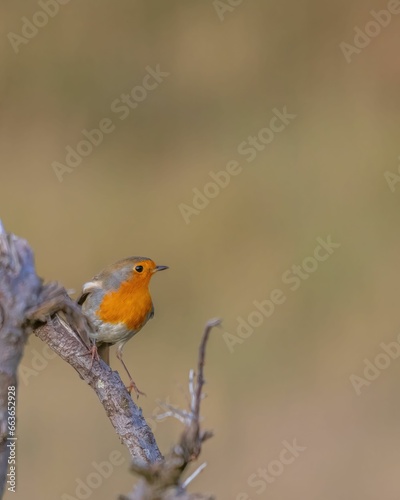 Small European Robin perched on a tree branch with a blurry background