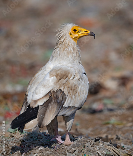 Egyptian vulture on the ground 