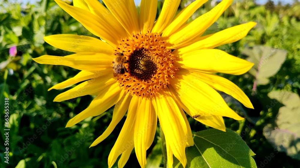 fleissige Biene sammelt Nektar an gelben Blüten, Insekt, Bienen, Bestäubung, fliegen, Honig, Makro, Zeitlupe, Nahaufnahme
fleissige Biene sammelt Nektar an gelben Blüten, Insekt, Bienen, Bestäubung, fliegen, Honig, Makro, Zeitlupe, Nahaufnahme