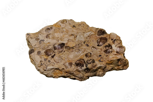 Sample of brachiopods fossil rock in the Ordovician Period.   photo