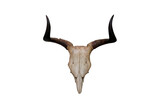 Horns of kouprey, Bos sauvelior or gray ox isolated on white background.