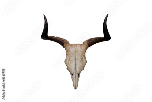 Horns of kouprey, Bos sauvelior or gray ox isolated on white background. © Montree