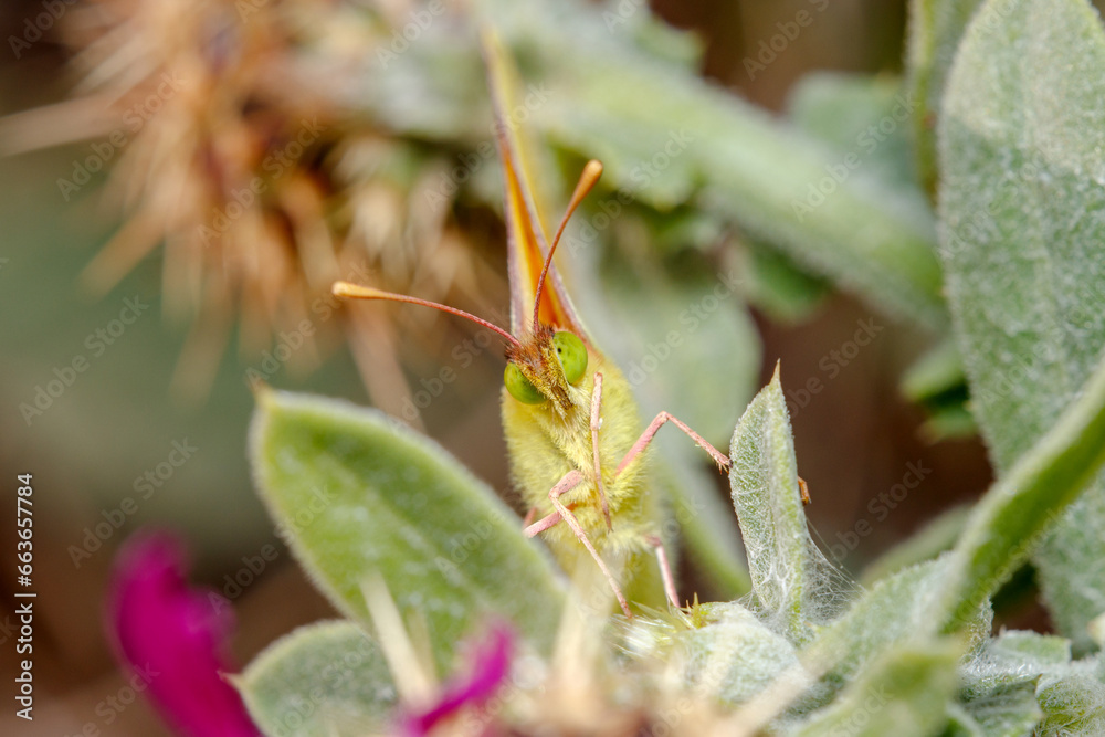 Face of a clouded yellow butterfly, Colias crocea, posed on a green plant under the sun Face of a clouded yellow butterfly, Colias crocea, posed on a green plant under the sun