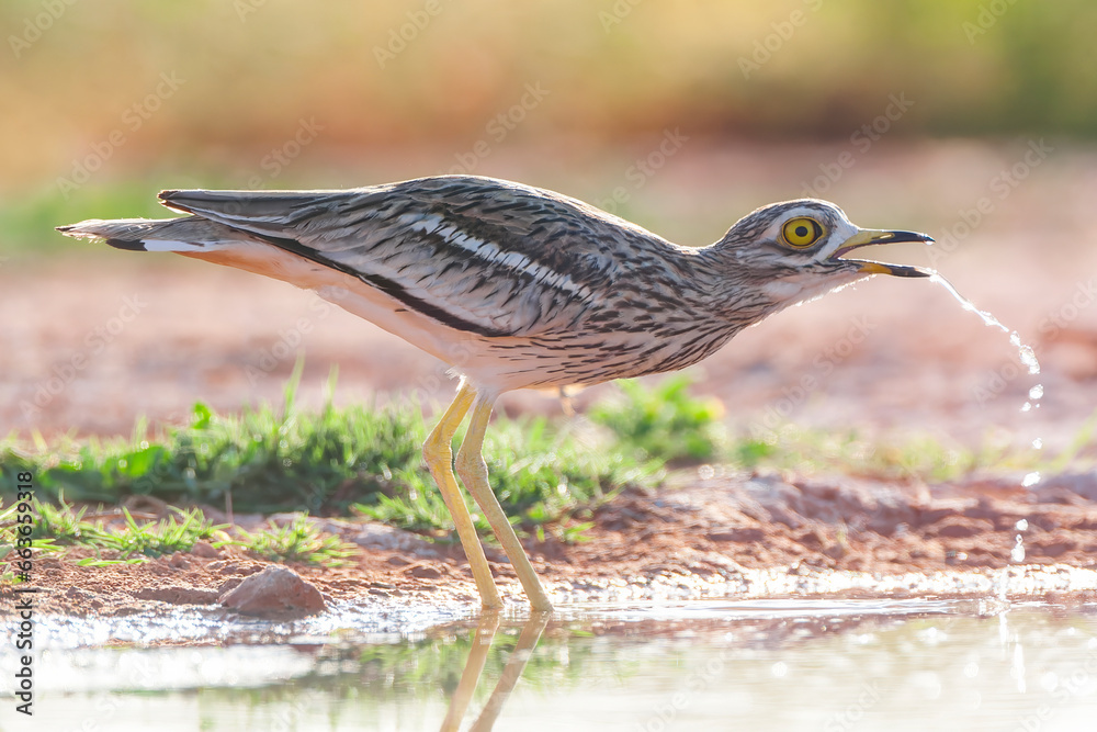 Eurasian Stone-Curlew, Burhinus oedicnemus Eurasian Stone-Curlew, Burhinus oedicnemus