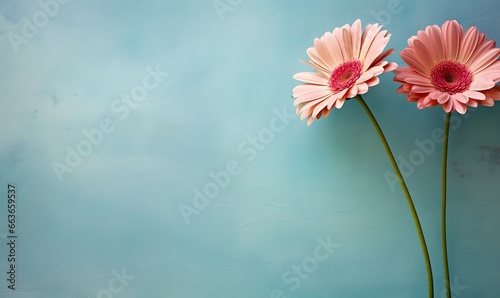 pink gerber daisies on marble background