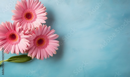 pink gerber daisies on marble background