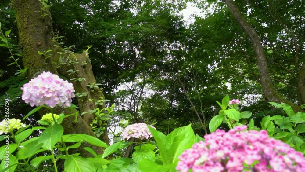 tilt down and close up to the hydrangea. tilt down and close up to the hydrangea.