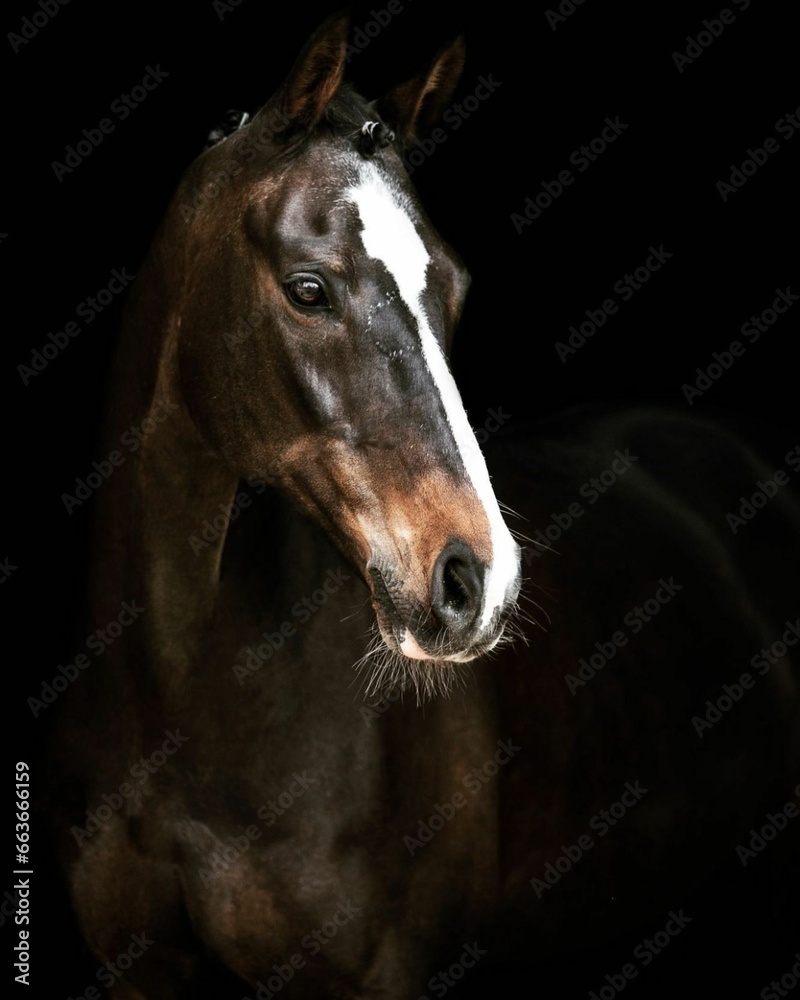 Obraz premium Elegant horse portrait on black backround. horse head isolated on black. Portrait of stunning beautiful horse isolated on dark background. horse portrait close up on black background. Studio shot .