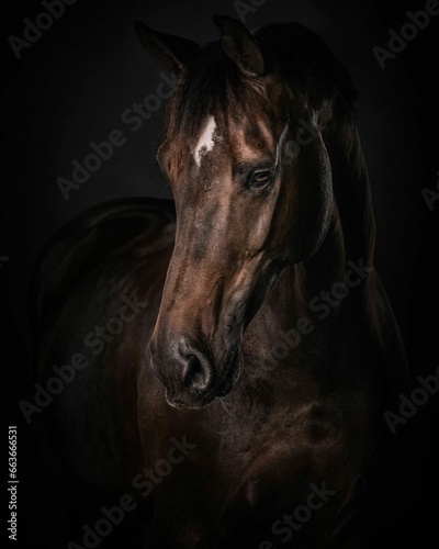 Elegant horse portrait on black backround. horse head isolated on black. Portrait of stunning beautiful horse isolated on dark background. horse portrait close up on black background. Studio shot .