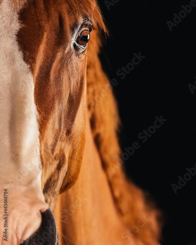 Elegant horse portrait on black backround. horse head isolated on black. Portrait of stunning beautiful horse isolated on dark background.  horse portrait close up on black background. Studio shot . © mamo studios