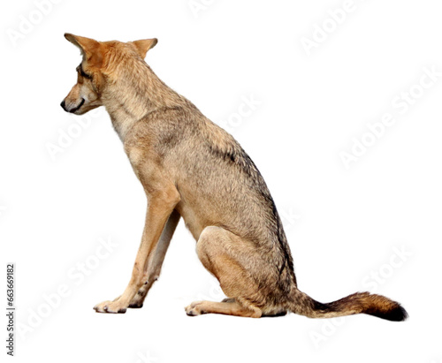  wolf or fox or(Coyote). on a white background photo