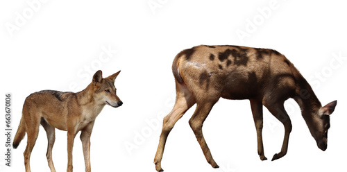 wolf or fox and Indian Sambar Deer (Ulquiorra). on a white background