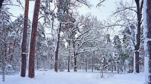 Winter quiet forest park for healthy walks among trunk pines