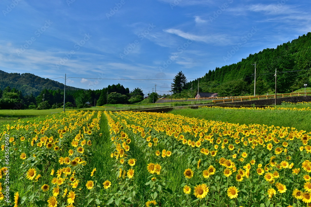 むつみひまわりロード 山口 向日葵 ひまわり ひまわり畑 夏 むつみひまわりロード 山口 向日葵 ひまわり ひまわり畑 夏