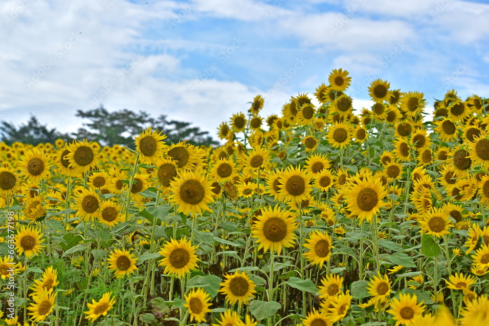 Obraz premium ひるぜんジャージーランド 岡山 ヒマワリ 向日葵 向日葵畑 ひまわり畑 夏