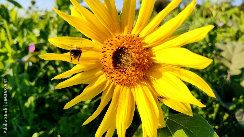 fleissige Biene sammelt Nektar an gelben Blüten, Insekt, Bienen, Bestäubung, fliegen, Honig, Makro, Zeitlupe, Nahaufnahme
fleissige Biene sammelt Nektar an gelben Blüten, Insekt, Bienen, Bestäubung, fliegen, Honig, Makro, Zeitlupe, Nahaufnahme