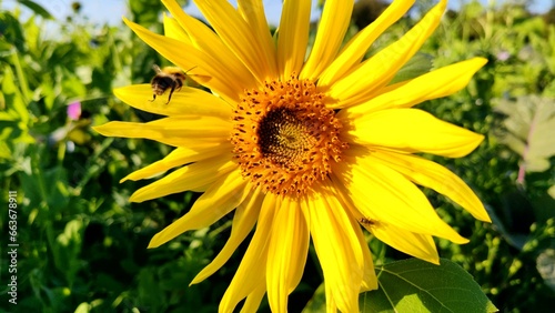 fleissige Biene sammelt Nektar an gelben Blüten, Insekt, Bienen, Bestäubung, fliegen, Honig, Makro, Zeitlupe, Nahaufnahme 