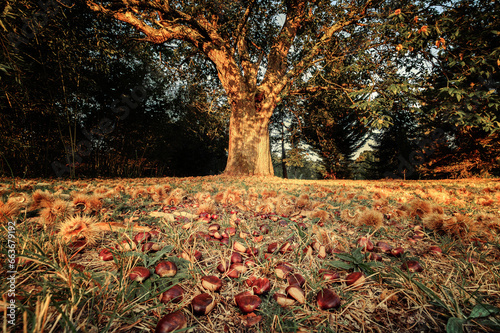 Morning sunshine on sweet chestnuts scattered on the ground underneath a large old chestnut tree