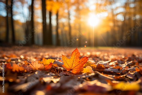 Autumn leaves on the ground in the park at sunset. Seasonal background