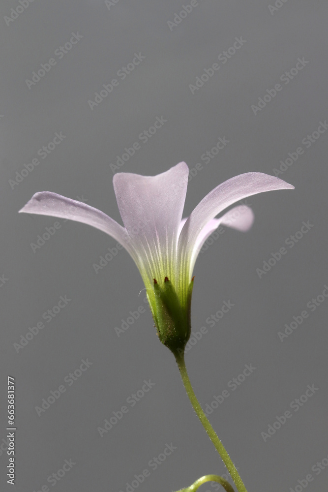 beautiful flowers (Oxalis triangularis) blooming.