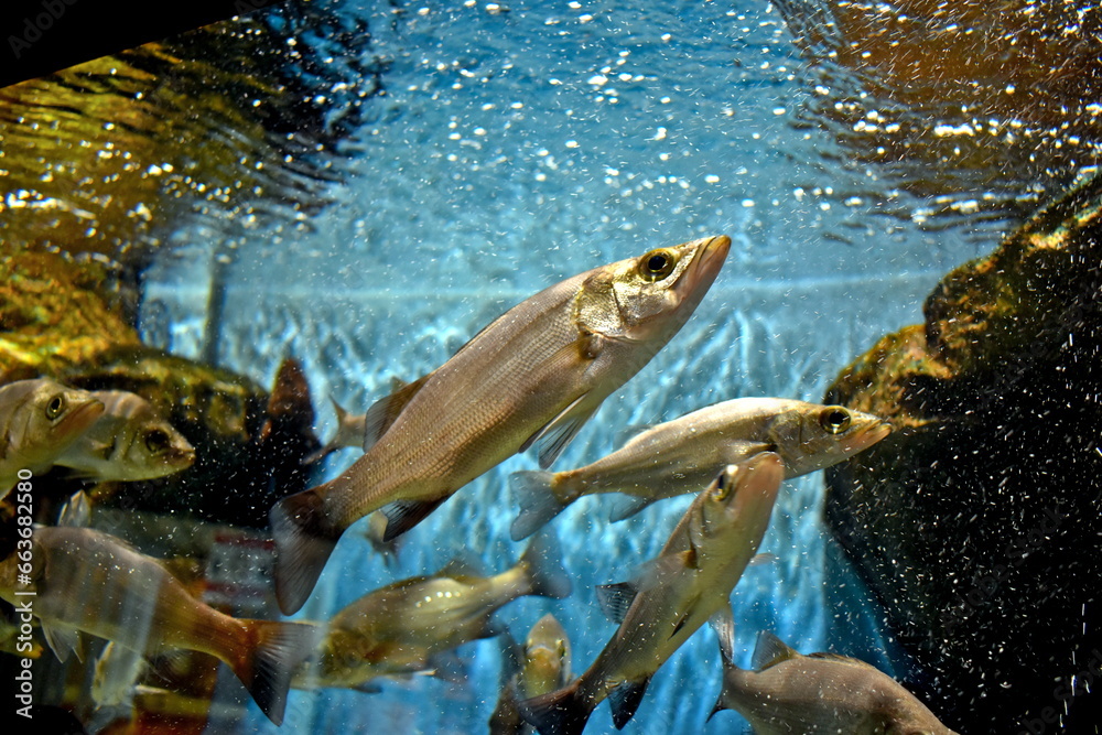 Fototapeta premium 水族館 ゴビウス 島根