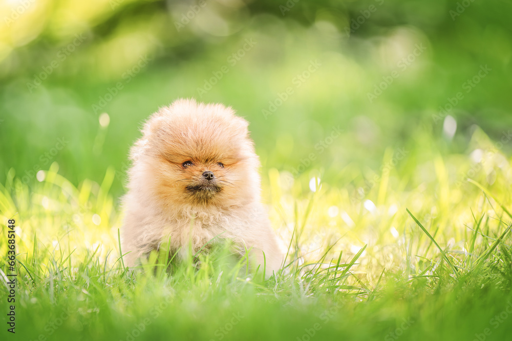 Cute pomeranian spitz dog puppy sitting the green grass.