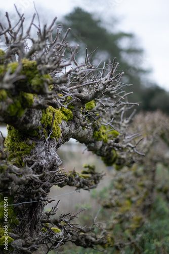 An apple tree is trained to grow along a trellis, an example of espaliered branches at a historic estate. It is winter time, and the bare branches are covered in thick green moss. photo