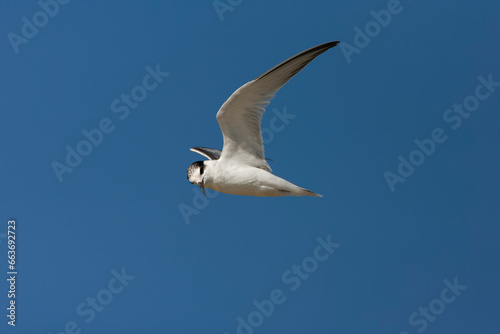 Little Tern, Sternula albifrons
