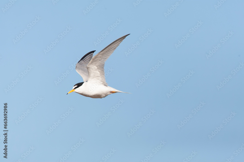 Little Tern, Sternula albifrons Little Tern, Sternula albifrons