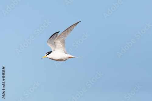 Little Tern, Sternula albifrons photo