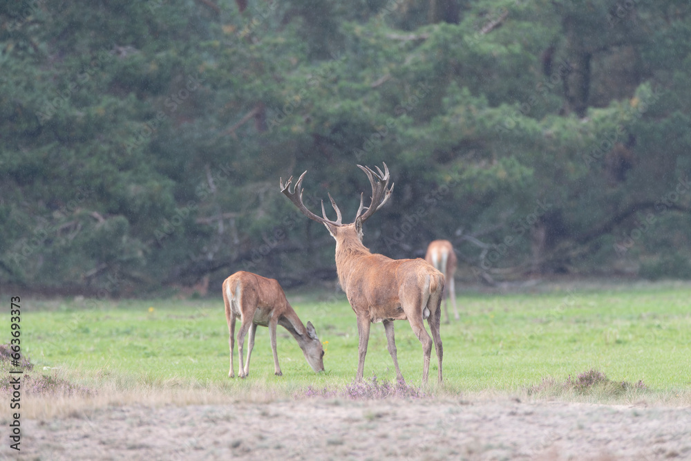 Red Deer, Cervus elaphus Red Deer, Cervus elaphus