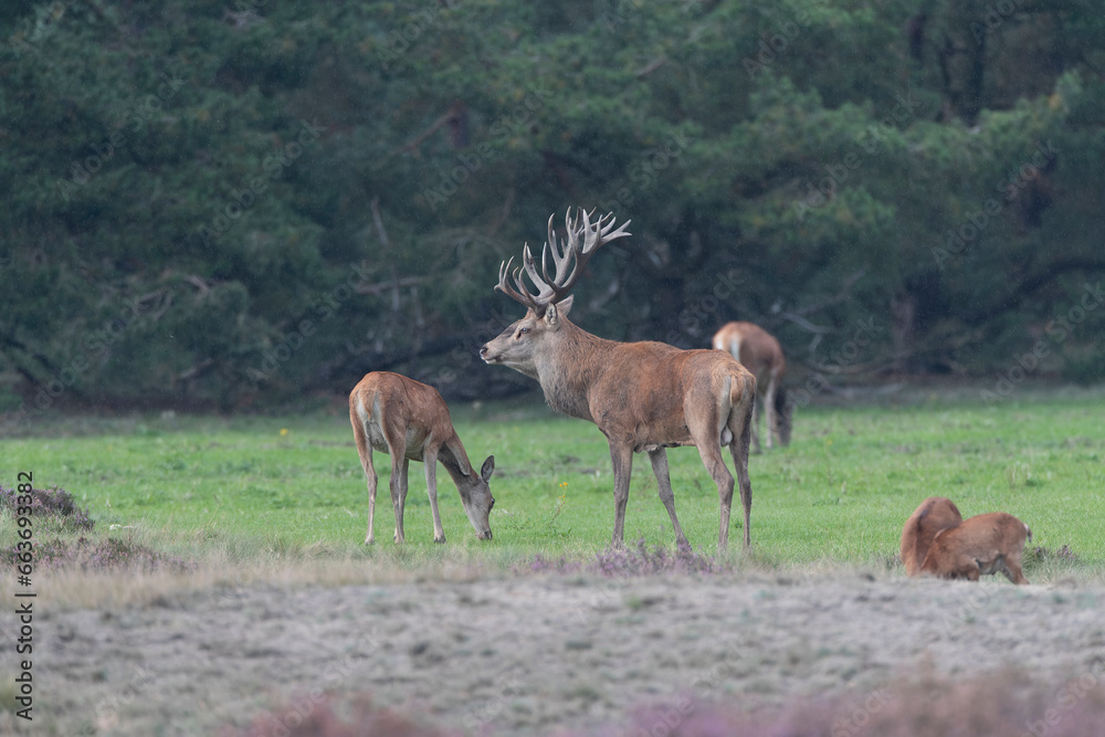 Naklejka premium Red Deer, Cervus elaphus