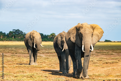 Canvas Print A matriarch African Elephant leading a herd at Amboseli National Park, Kenya