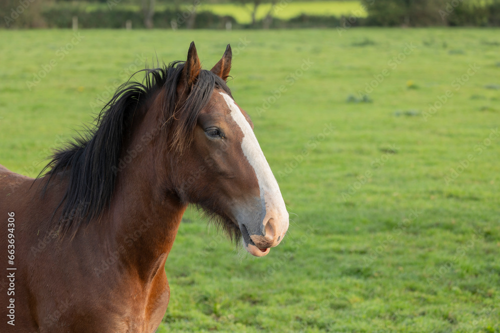 Obraz premium Portrait of beautiful red horse in summer