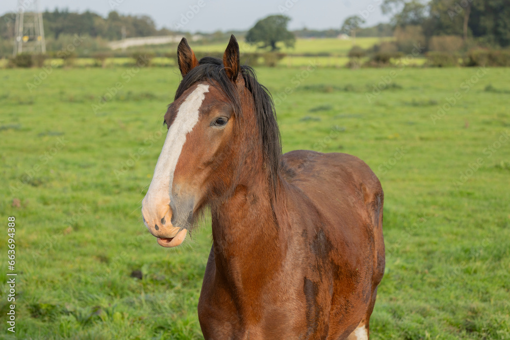 Portrait of beautiful red horse in summer