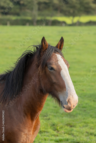 Portrait of beautiful red horse in summer © © Raymond Orton