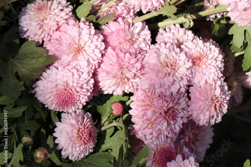 Bright and juicy autumn flowers in the garden. Colorful chrysanthemums on a flower bed. Close-up of very beautiful flowers