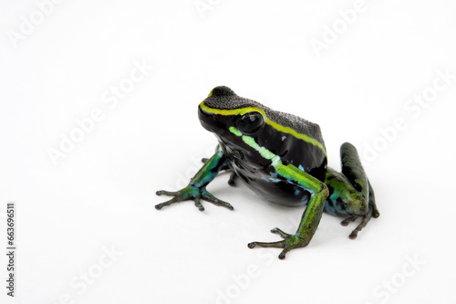 Three-striped poison frog // Dreistreifen-Baumsteiger (Ameerega trivittata / Epipedobates trivittatus)