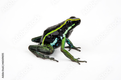 Three-striped poison frog // Dreistreifen-Baumsteiger (Ameerega trivittata / Epipedobates trivittatus) © bennytrapp