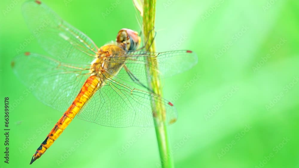 4K Green Dragonfly: A Close-Up of Orthetrum Sabina Perched on a Broken Branch in the Grass. 4K Green Dragonfly: A Close-Up of Orthetrum Sabina Perched on a Broken Branch in the Grass.