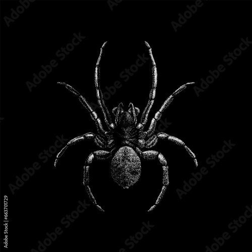 Diving Bell Spider hand drawing vector isolated on black background.