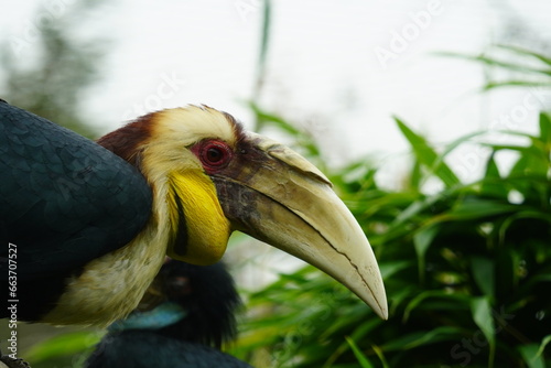 Wreathed Hornbill photo