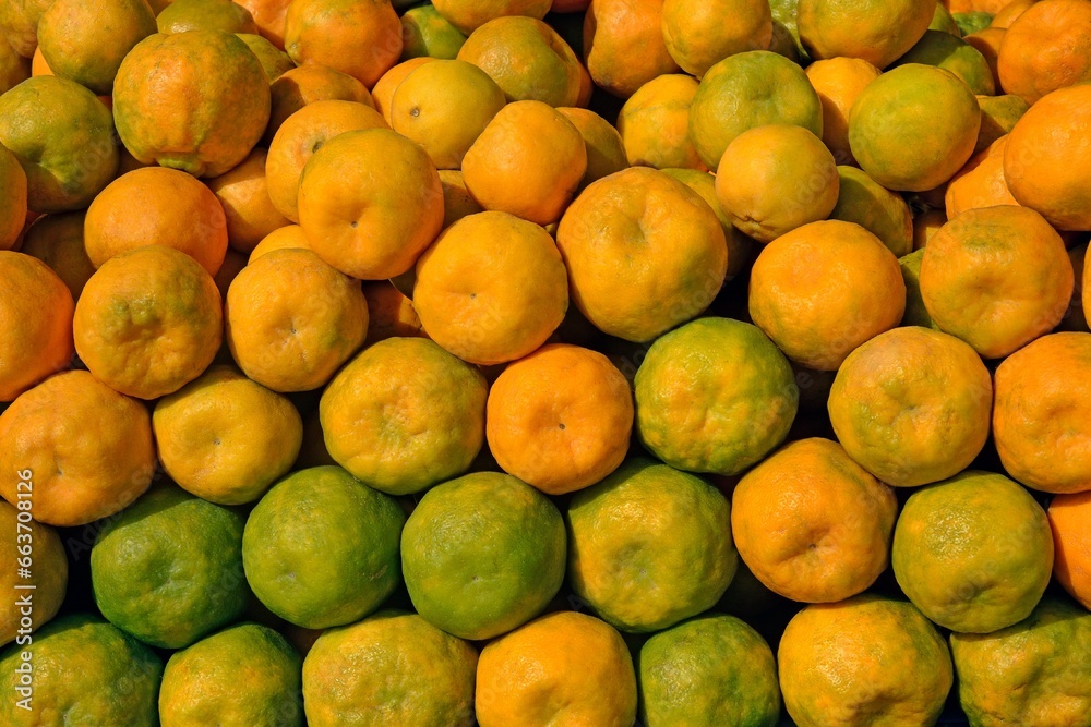 orange, sweet orange, Citrus sinensisis, Thiruvananthapuram, Kerala, India
