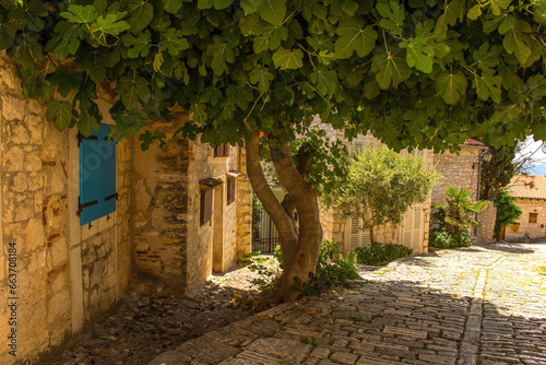 A house shaded by a fig tree in the historic centre of the medieval coastal town of Rovinj in Istria, Croatia #663708184