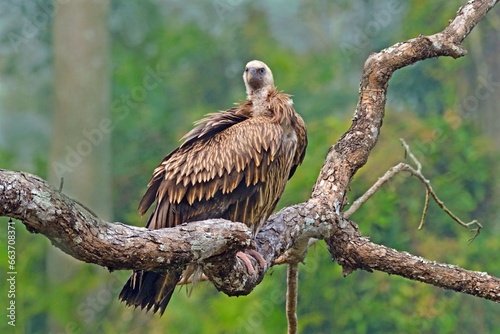 Himalayan griffon vulture, Gyps himalayensis, perched on tree trunk, Kaziranga National Park, Assam, India