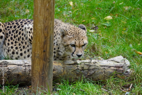 Cheetah photo