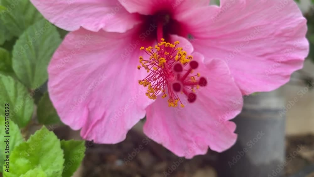 Close-up Video of Hibiscus in the Garden Close-up Video of Hibiscus in the Garden